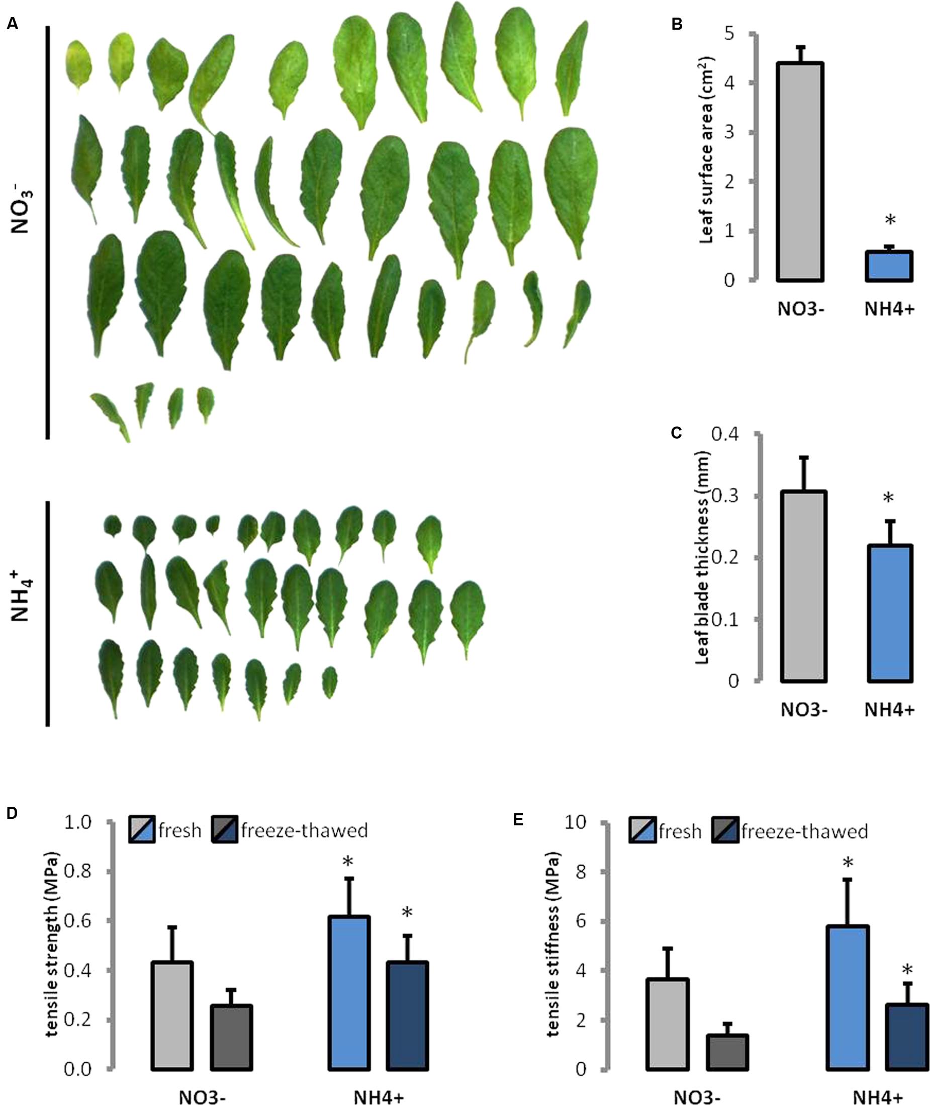Plant Cell Wall Nutrient / Interaction Of Nano Sized Nutrients With Plant Biomass A Review Springerlink : We did not find results for:
