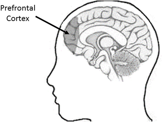 איור 1 - מיקום קליפת המוח הקדם-מצחית אצל אדם מבוגר (מבט מהצד).