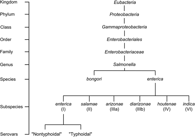 Frontiers Examining The Link Between Biofilm Formation And The Ability Of Pathogenic Salmonella Strains To Colonize Multiple Host Species Veterinary Science