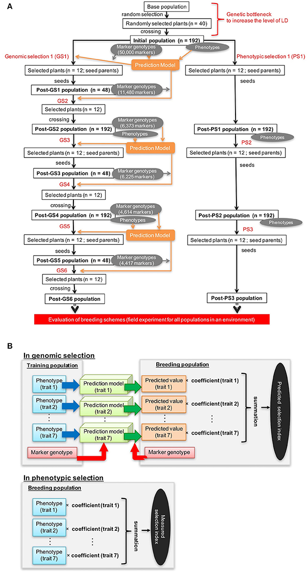 Frontiers | Potential of Genomic Selection in Mass Selection Breeding of an Allogamous Crop: An Empirical Study to Increase Yield of Common Buckwheat Frontiers | Potential of Genomic Selection in Mass Selection Breeding of an Allogamous Crop: An Empirical Study to Increase Yield of Common Buckwheat