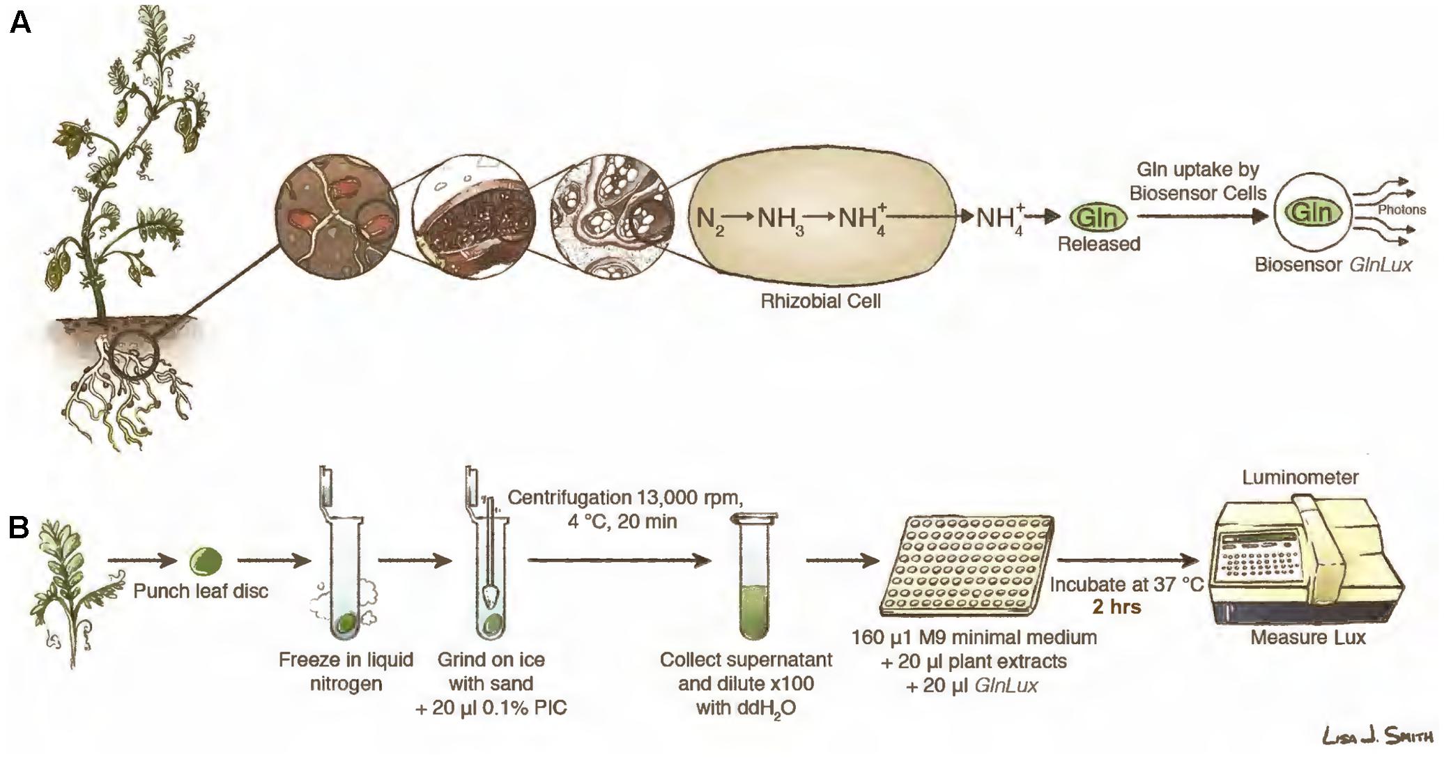 Frontiers | A Biosensor-Based Leaf Punch Assay for Glutamine