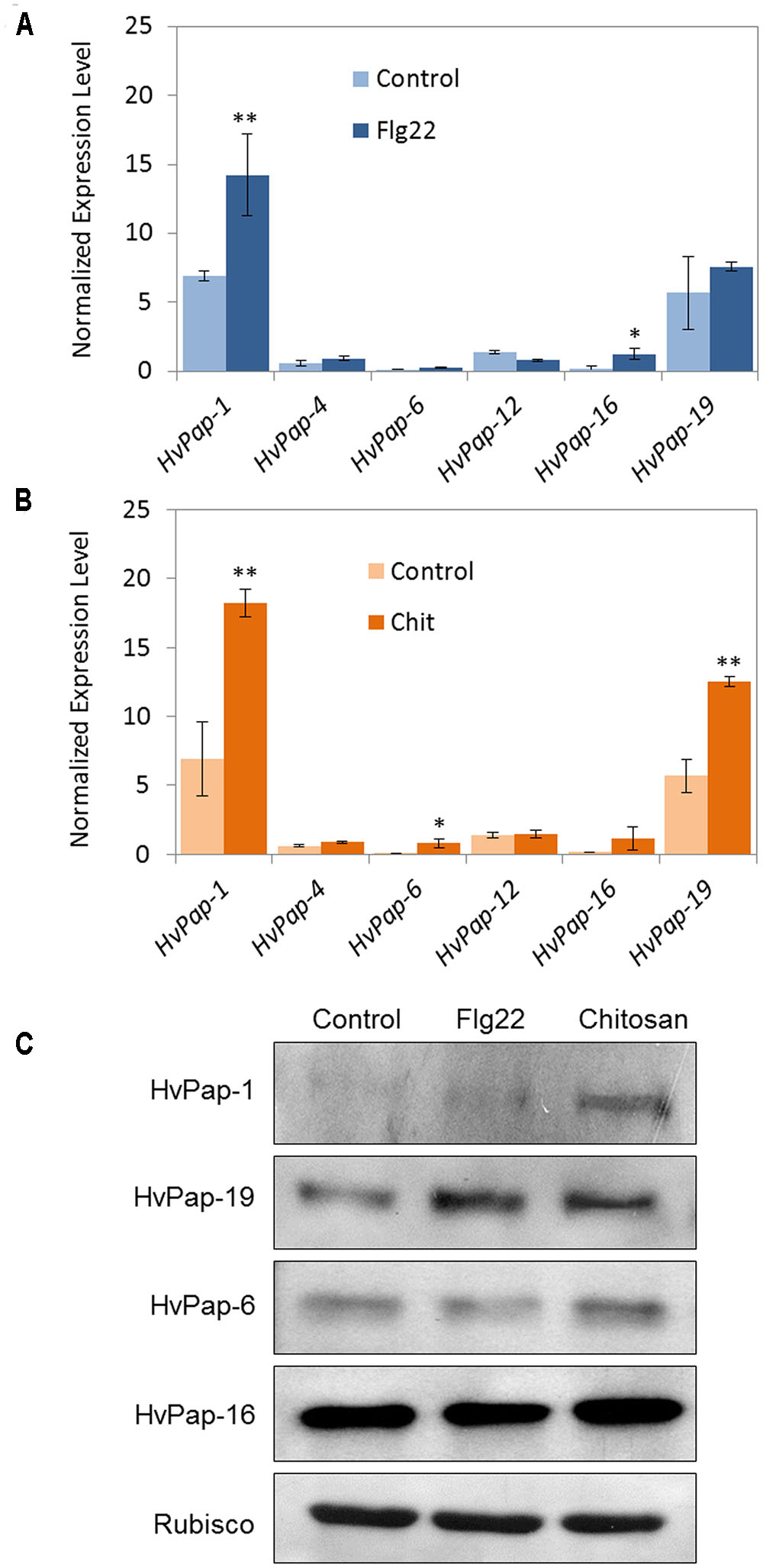 Frontiers  HvPap-1 C1A Protease Participates Differentially in the Barley  Response to a Pathogen and an Herbivore