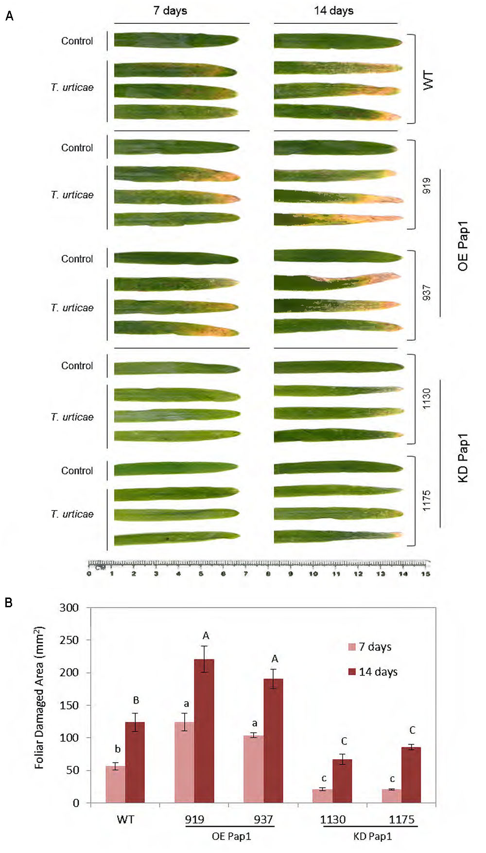 Frontiers  HvPap-1 C1A Protease Participates Differentially in the Barley  Response to a Pathogen and an Herbivore