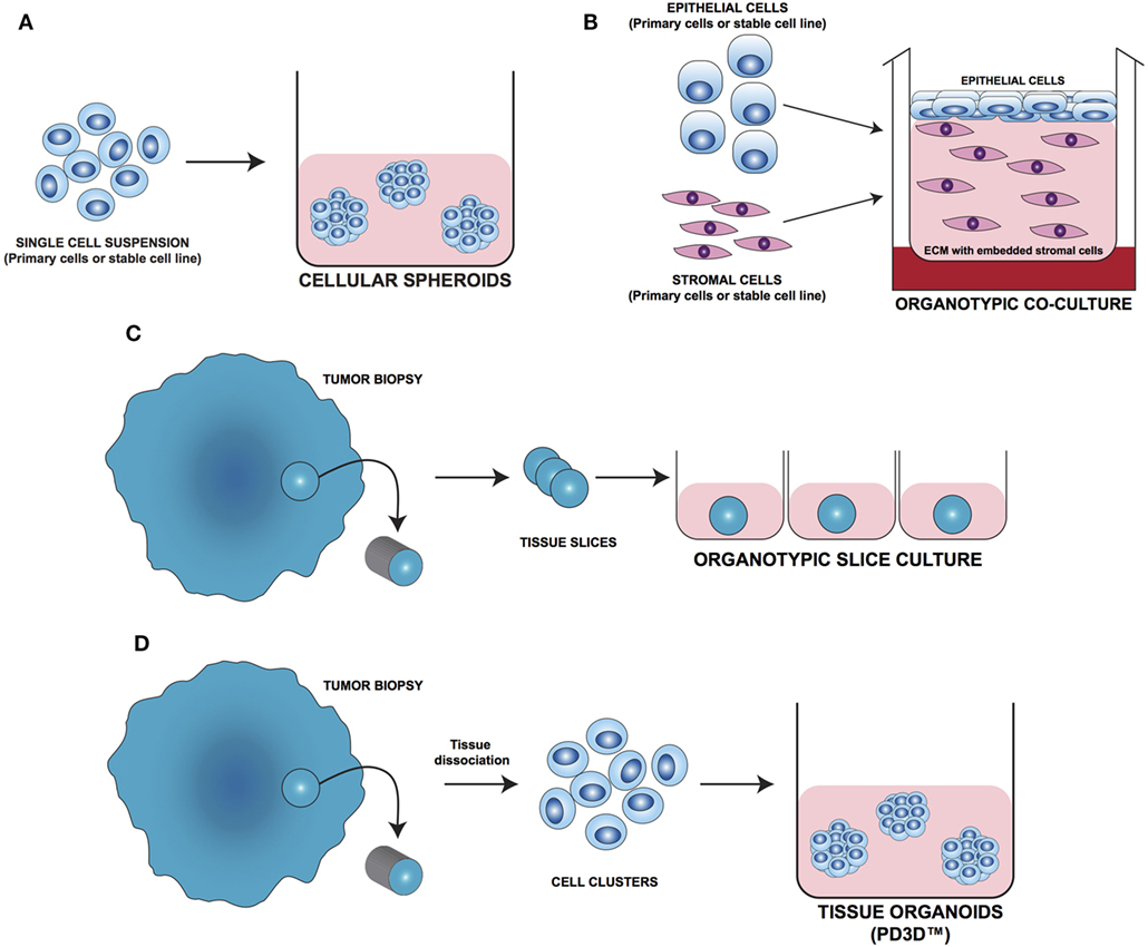 Frontiers | Three-Dimensional Patient-Derived In Vitro Sarcoma Models ...