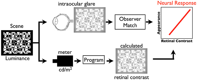 Retina Workflow