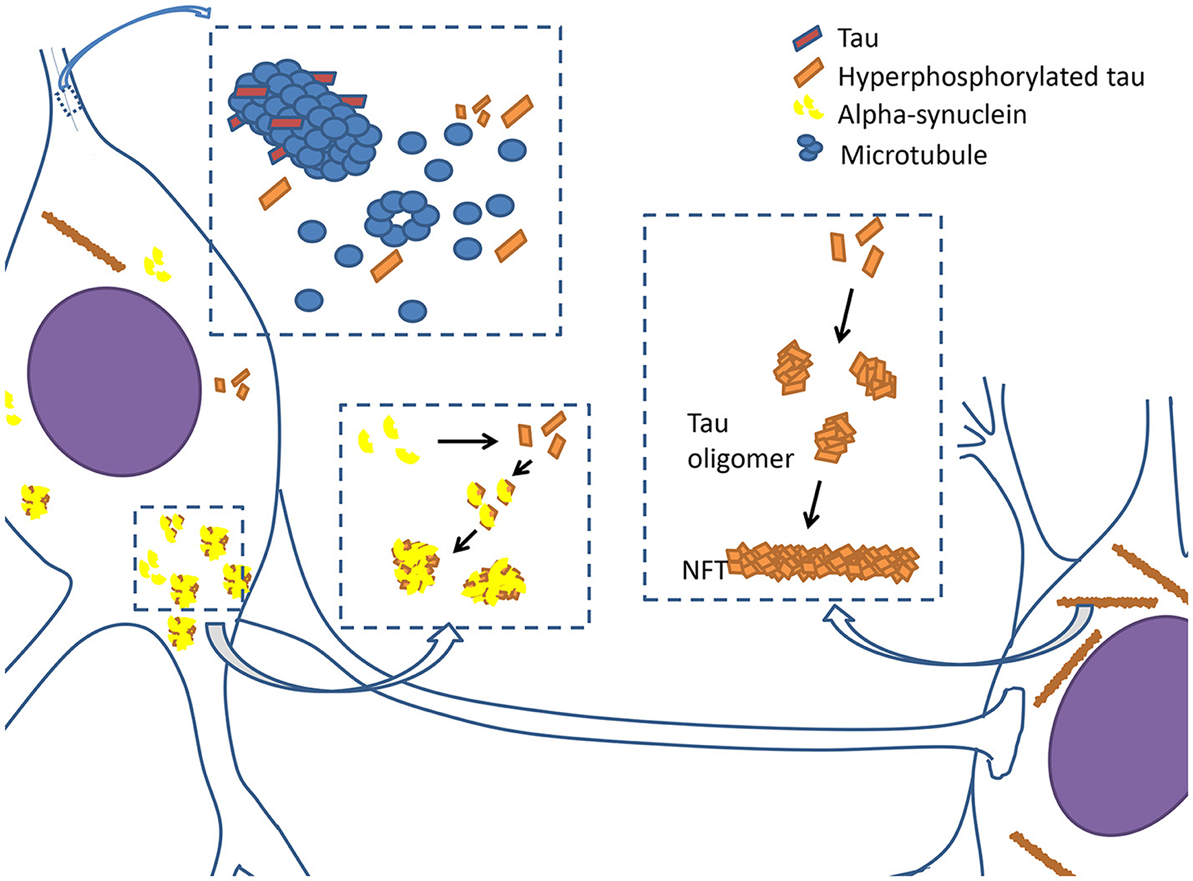 Frontiers | Tau Pathology in Parkinson\u0026#39;s Disease | Neurology