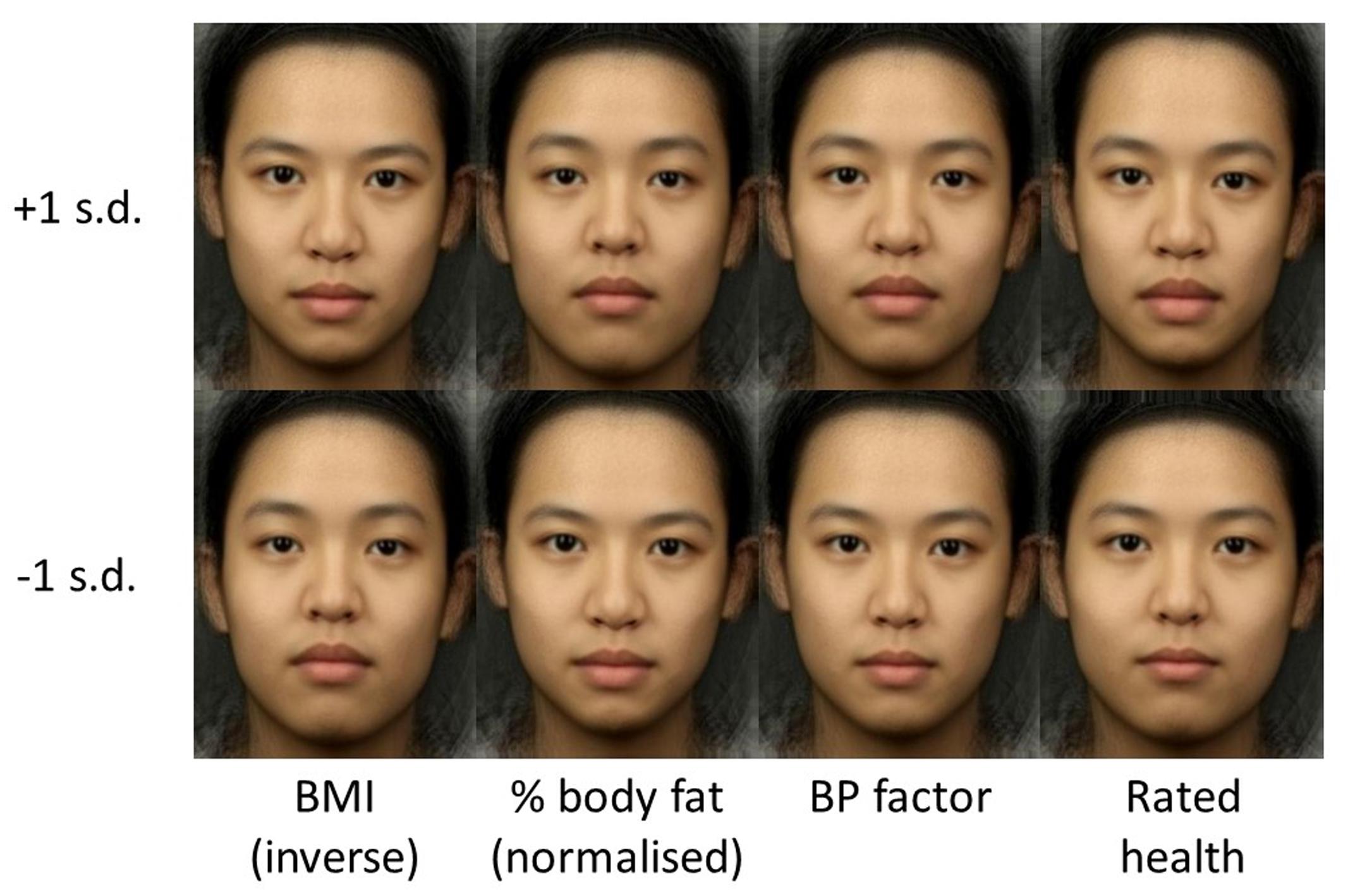 Facial shape analysis