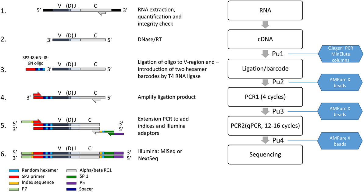 TCR/BCR Repertoire Analysis, Our Technologies