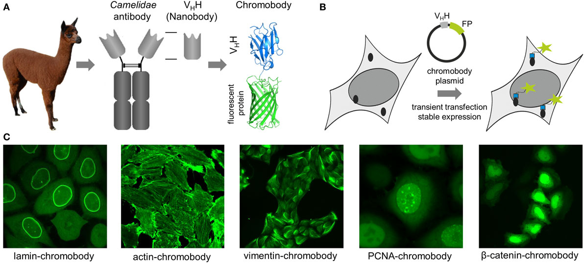 Minimal genetically encoded tags for fluorescent protein labeling in living  neurons