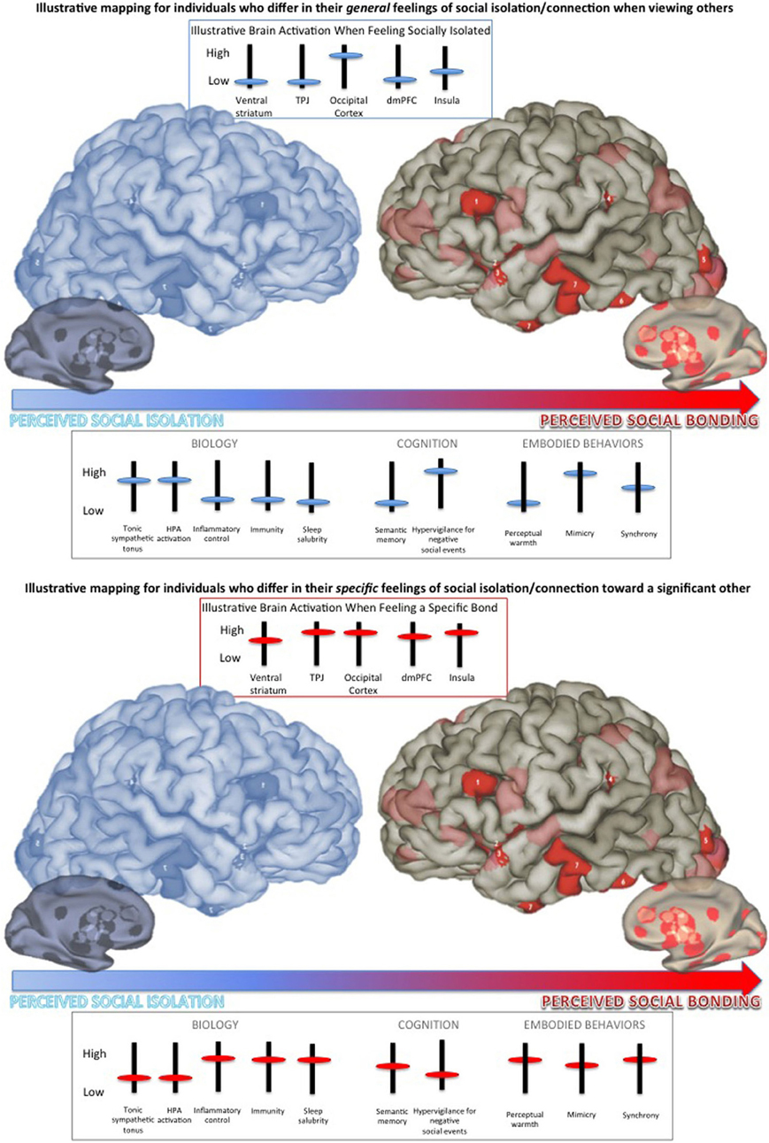 How Social Isolation Transforms the Brain 