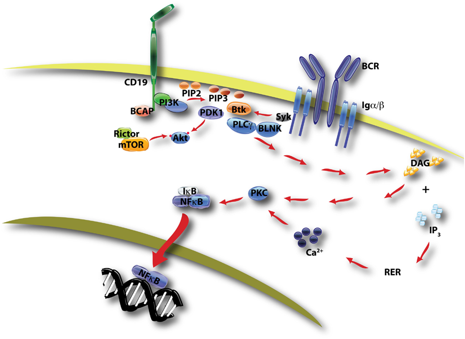 Сигнальный путь pi3k/Akt/MTOR. BCR комплекс иммунология. Cd3 cd19. Ген pip5k3.