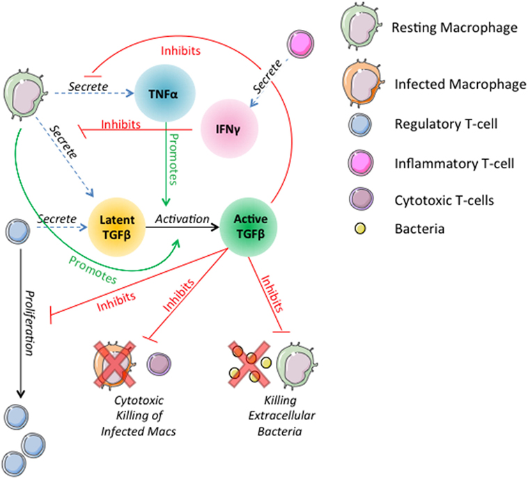 Frontiers Deletion Of Tgf B1 Increases Bacterial Clearance By Cytotoxic T Cells In A Tuberculosis Granuloma Model Immunology