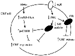 www.frontiersin.org