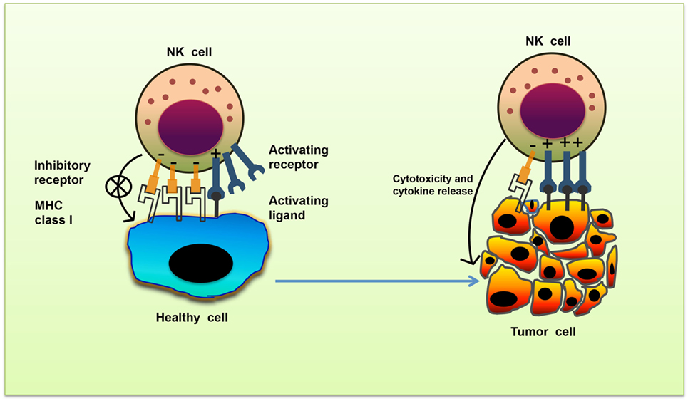 Frontiers The Molecular Mechanism Of Natural Killer Cells Function