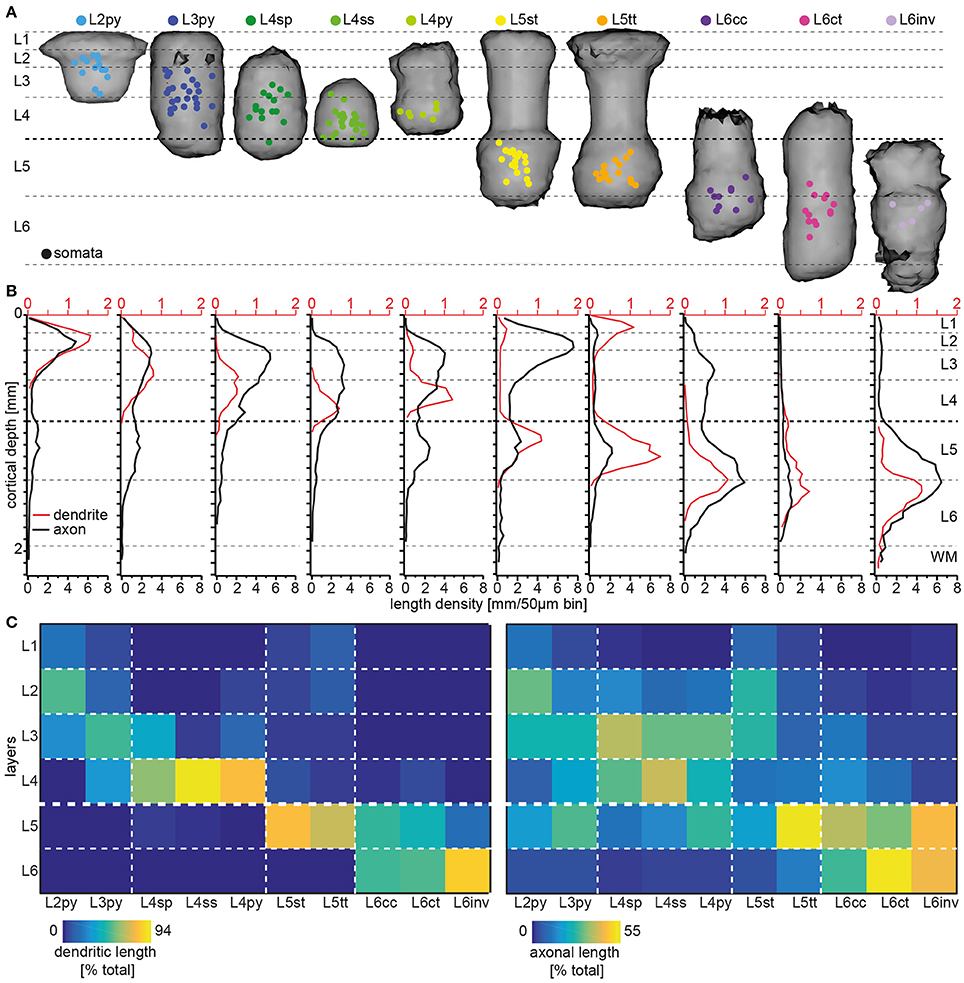 Layer-specific organization of excitatory cell types in ratvS1.