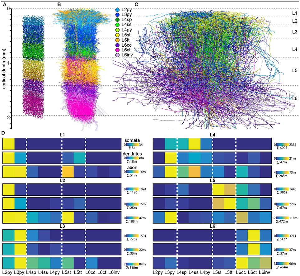 Cell type-specific organization of cortical layers in ratvS1.