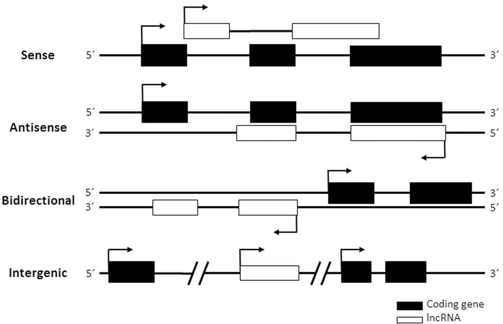 Frontiers | Long Non-coding RNAs in Hepatitis C Virus-Infected Cells