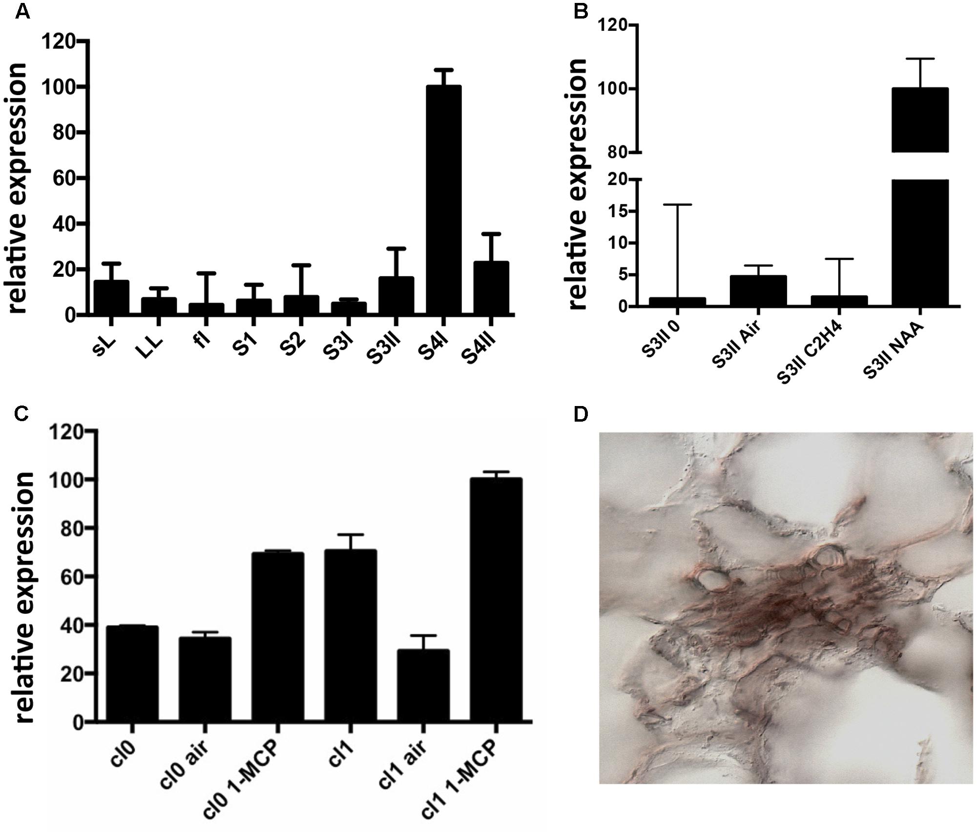 Frontiers | The Peach RGF/GLV Signaling Peptide pCTG134 Is