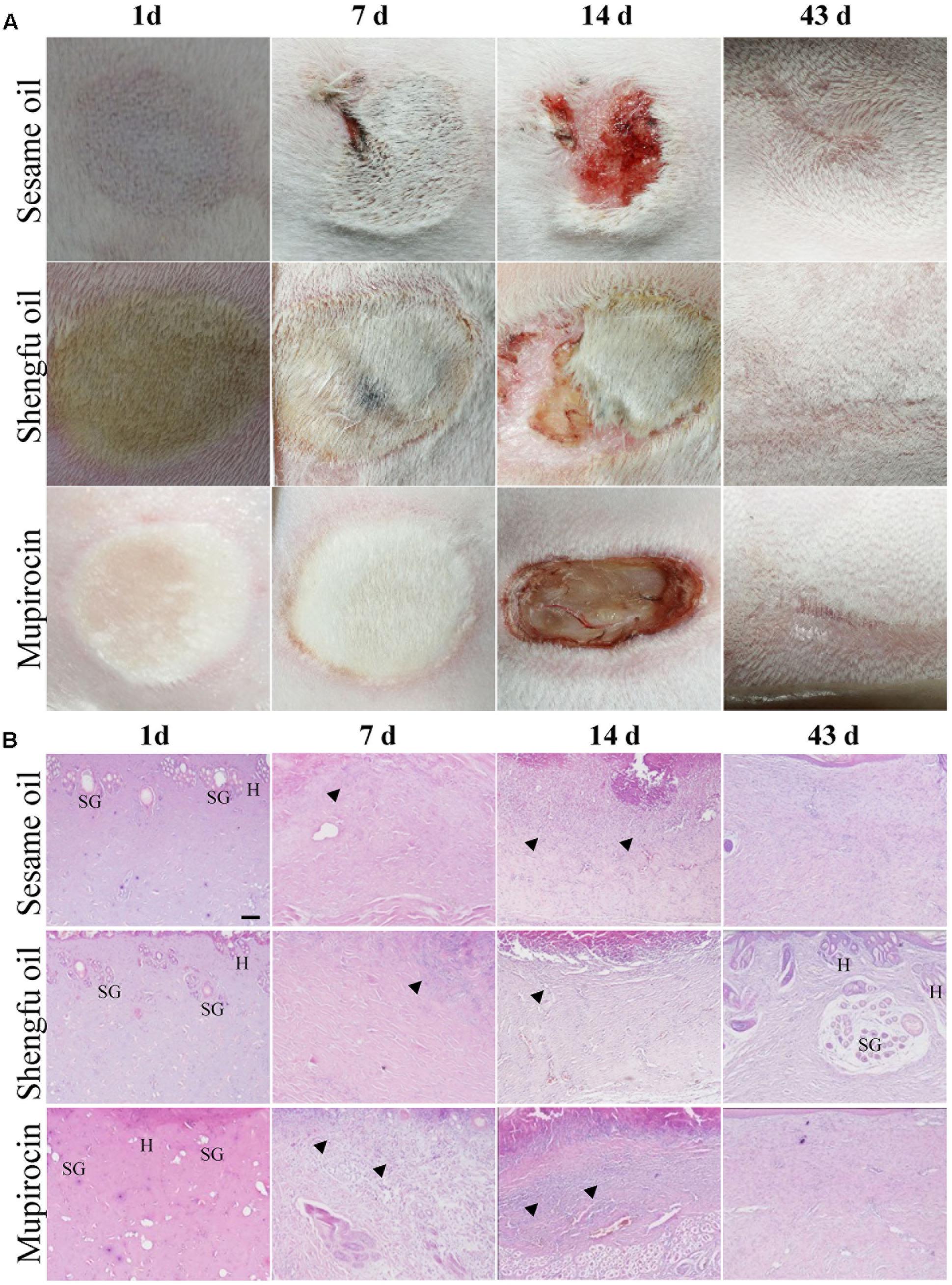 Frontiers | Shengfu Oil Enhances the Healing of Full-Thickness Scalded