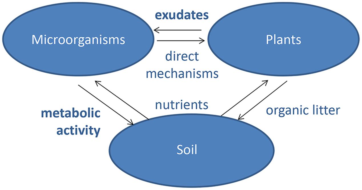Soil Microorganisms and Higher Plants The Classic Text on Living Soils 