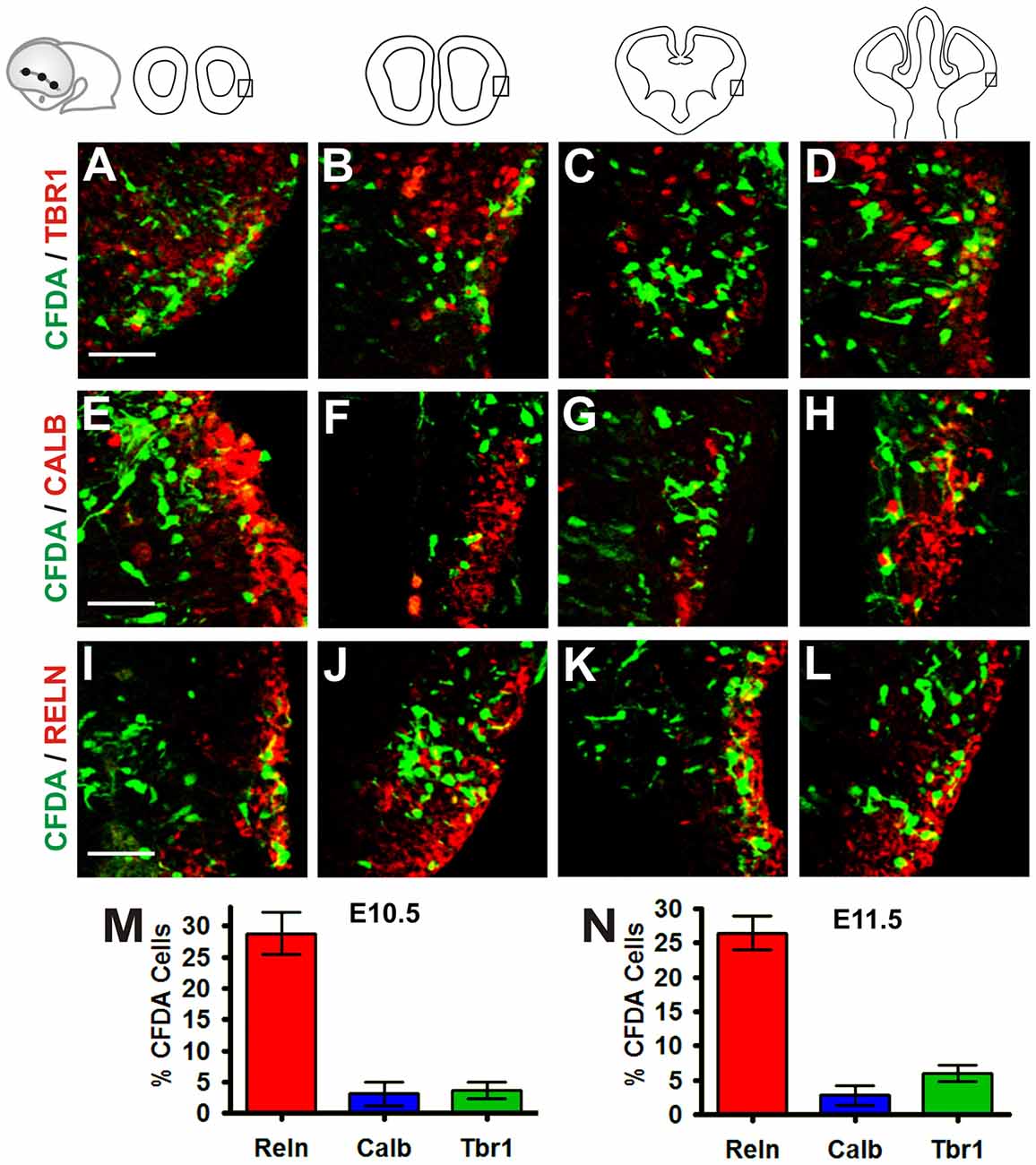 Cajal-Retzius Cell - an overview