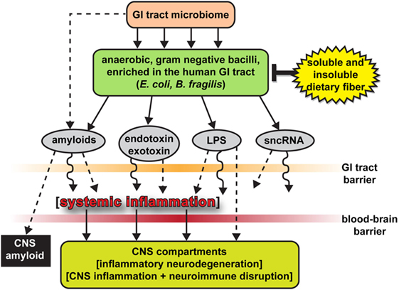 Frontiers | Microbiome-Derived Lipopolysaccharide Enriched in the Perinuclear Region of Alzheimer's Disease Brain | Immunology