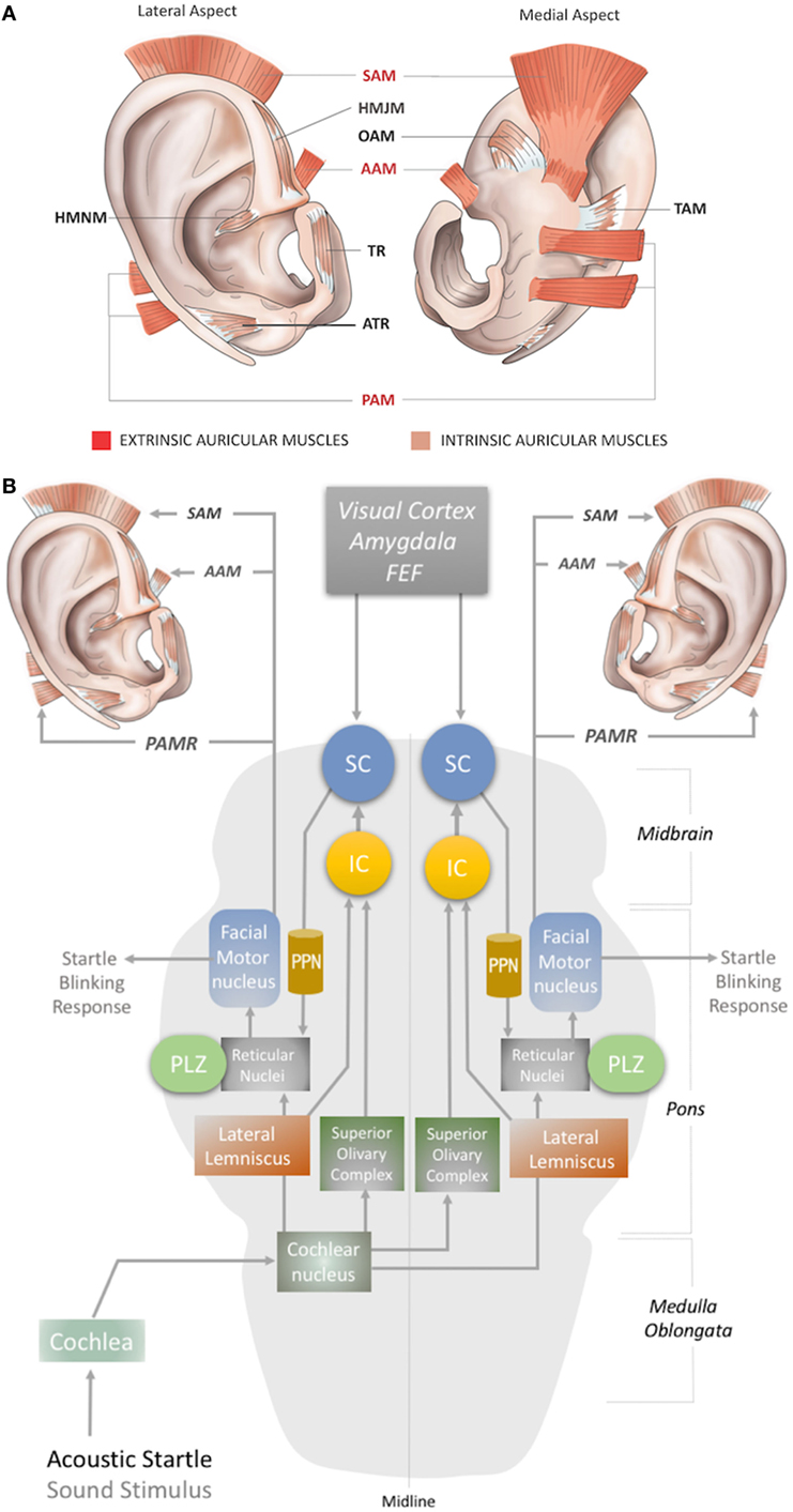 Frontiers | Neuroprosthetics for Auricular Muscles: Neural Networks and