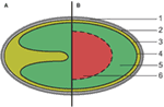 www.frontiersin.org