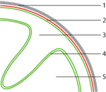 www.frontiersin.org