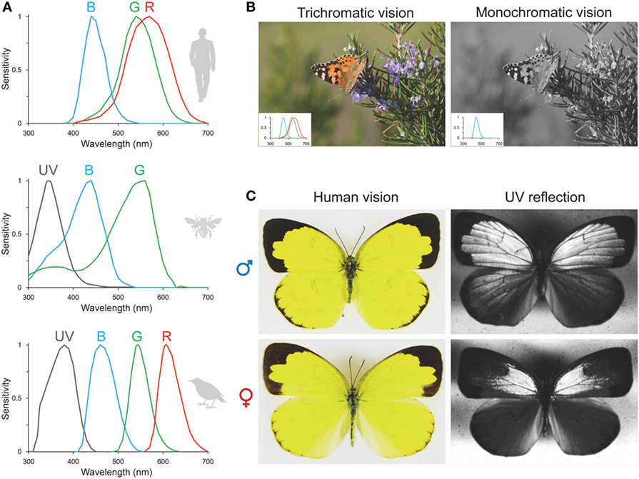 What Do Animals Use Light Sensing For Andrew Auntess