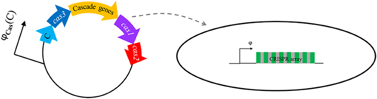 www.frontiersin.org
