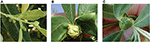 www.frontiersin.org