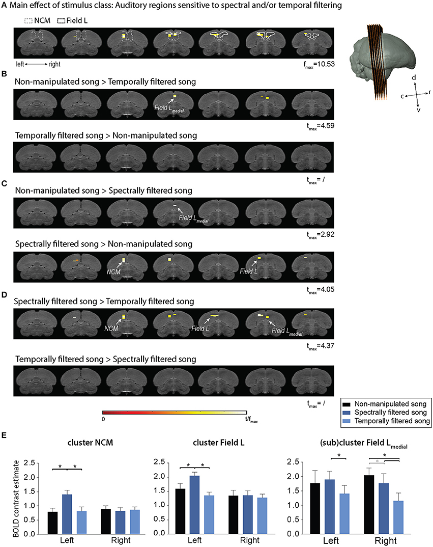 Frontiers  Song Processing in the Zebra Finch Auditory Forebrain