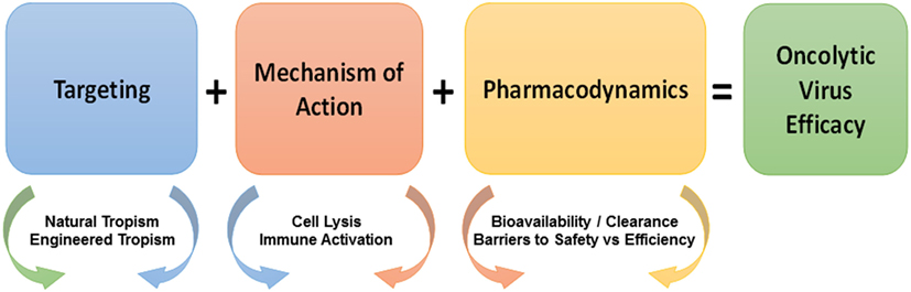 Frontiers Oncolytic Virusesnatural And Genetically - 