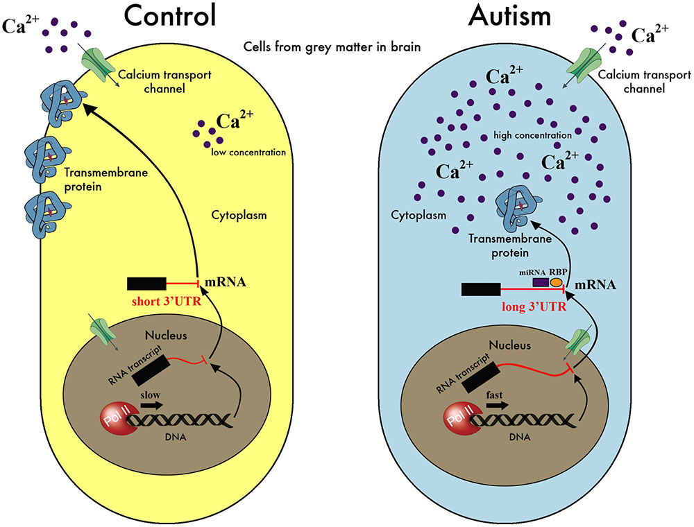 Cell effect. The autistic Brain. Аутизм мозг. Autistic Brain Frontiers. Calcium signaling.