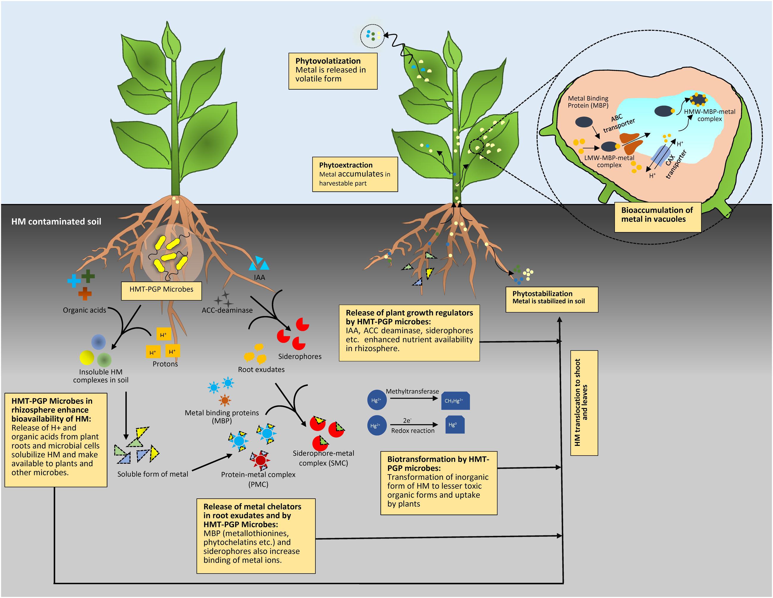 effect of heavy metals on enzymes