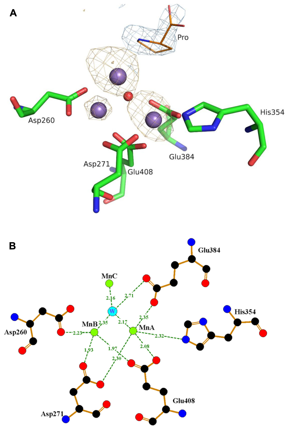 metal ion bonding methionine metal ion bonding methionine