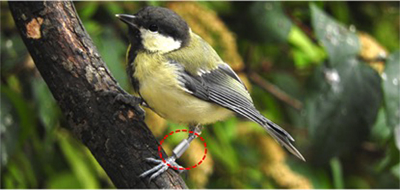 Figure 2 - A great tit from Wytham Woods, Oxford.