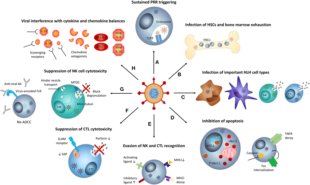 cancer in familial hemophagocytic lymphohistiocytosis