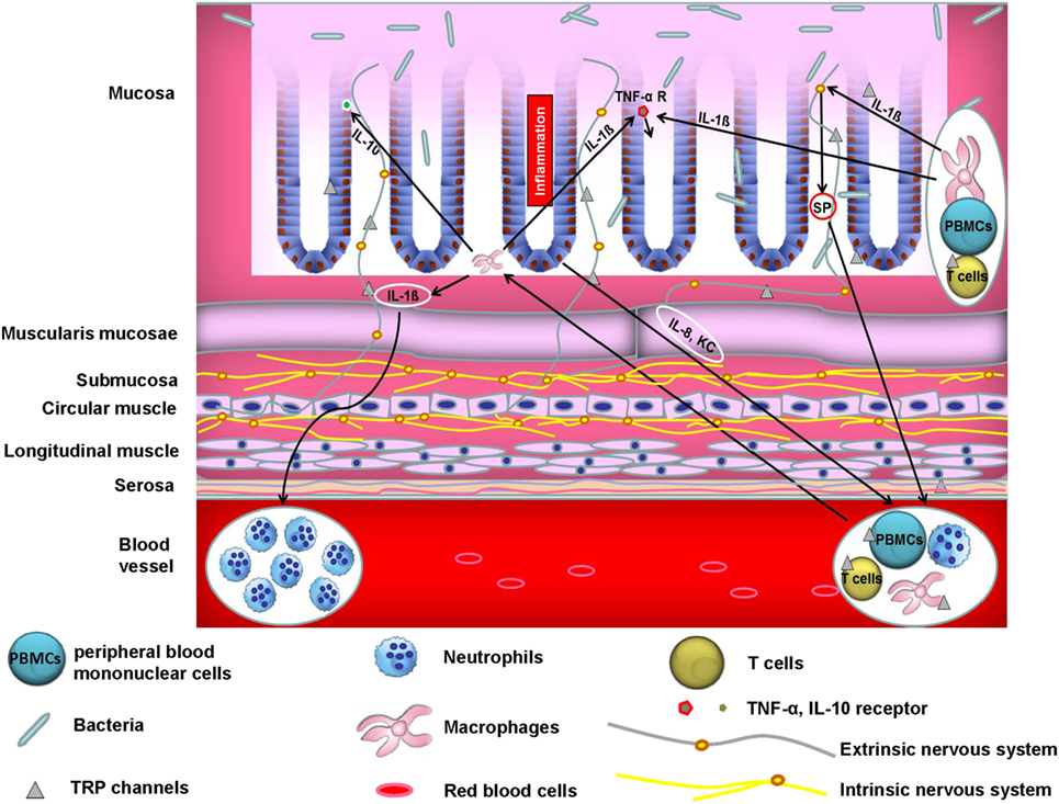 Frontiers  Transient Receptor Potential Vanilloid Subtype 1