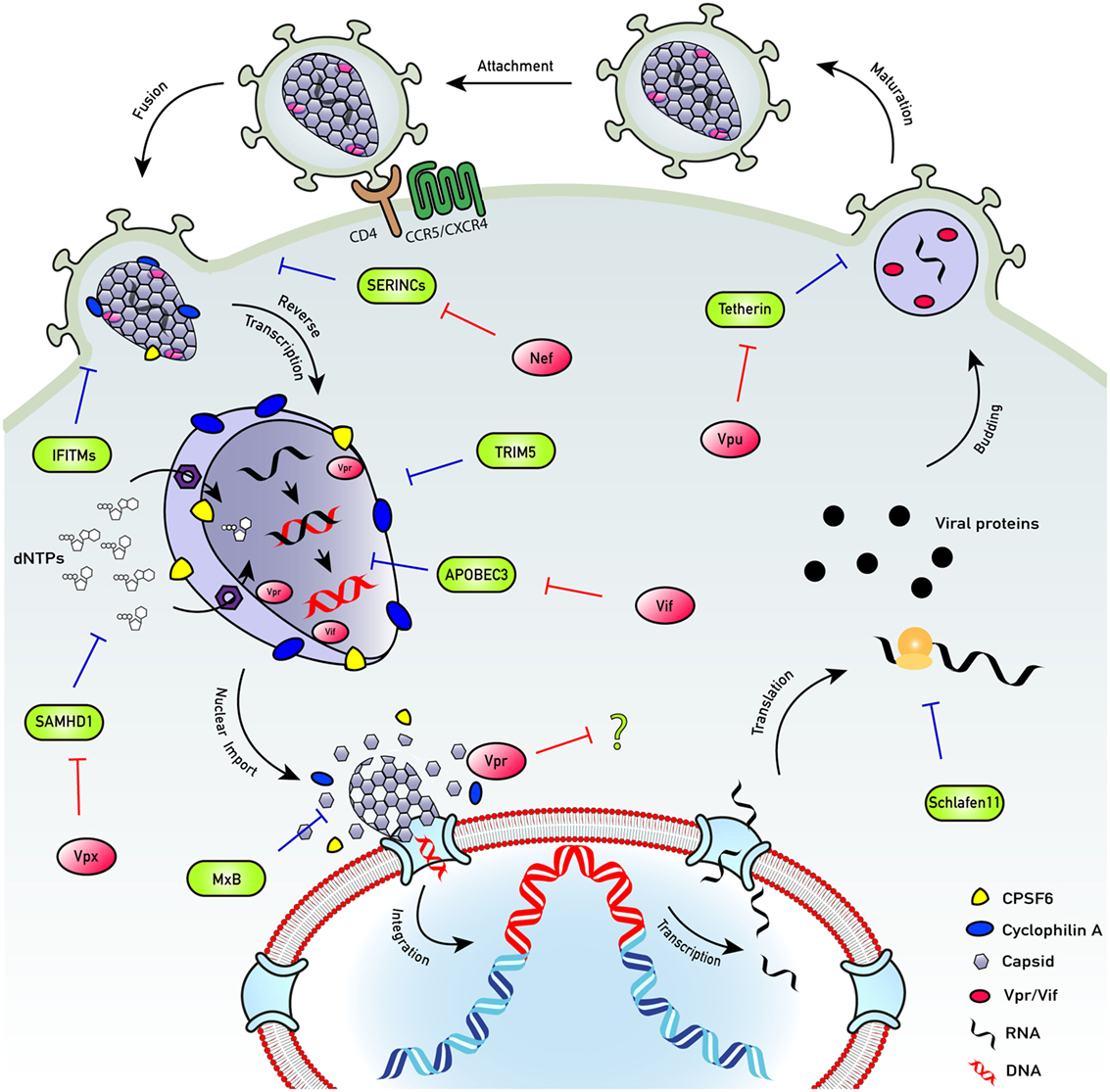 A better understanding of how HIV-1 evades the immune system