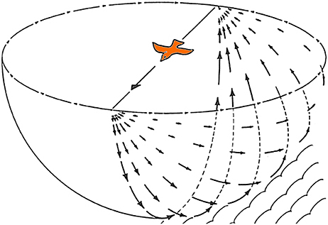 www.frontiersin.org