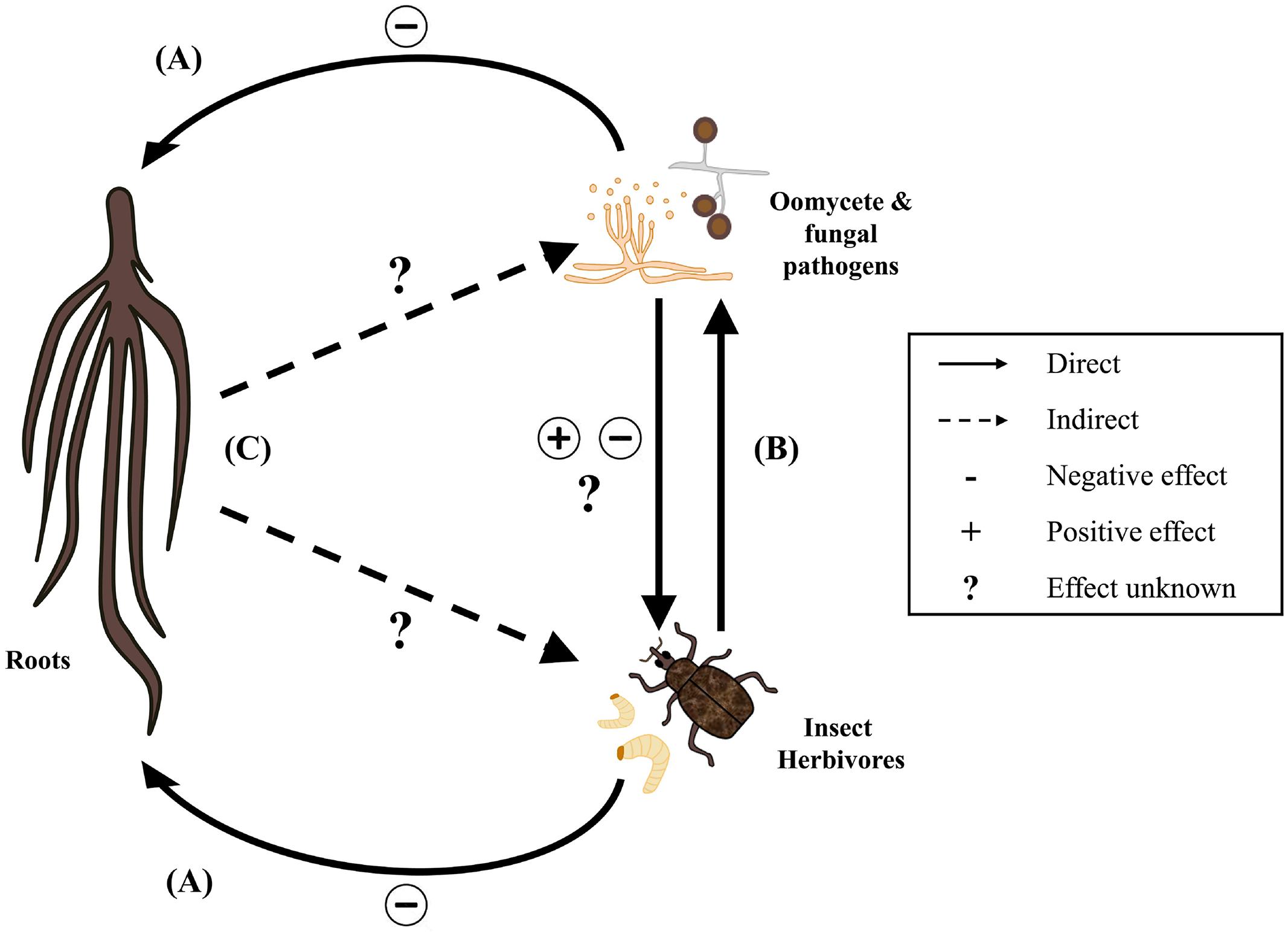 Frontiers Interactions Of Root Feeding Insects With Fungal And