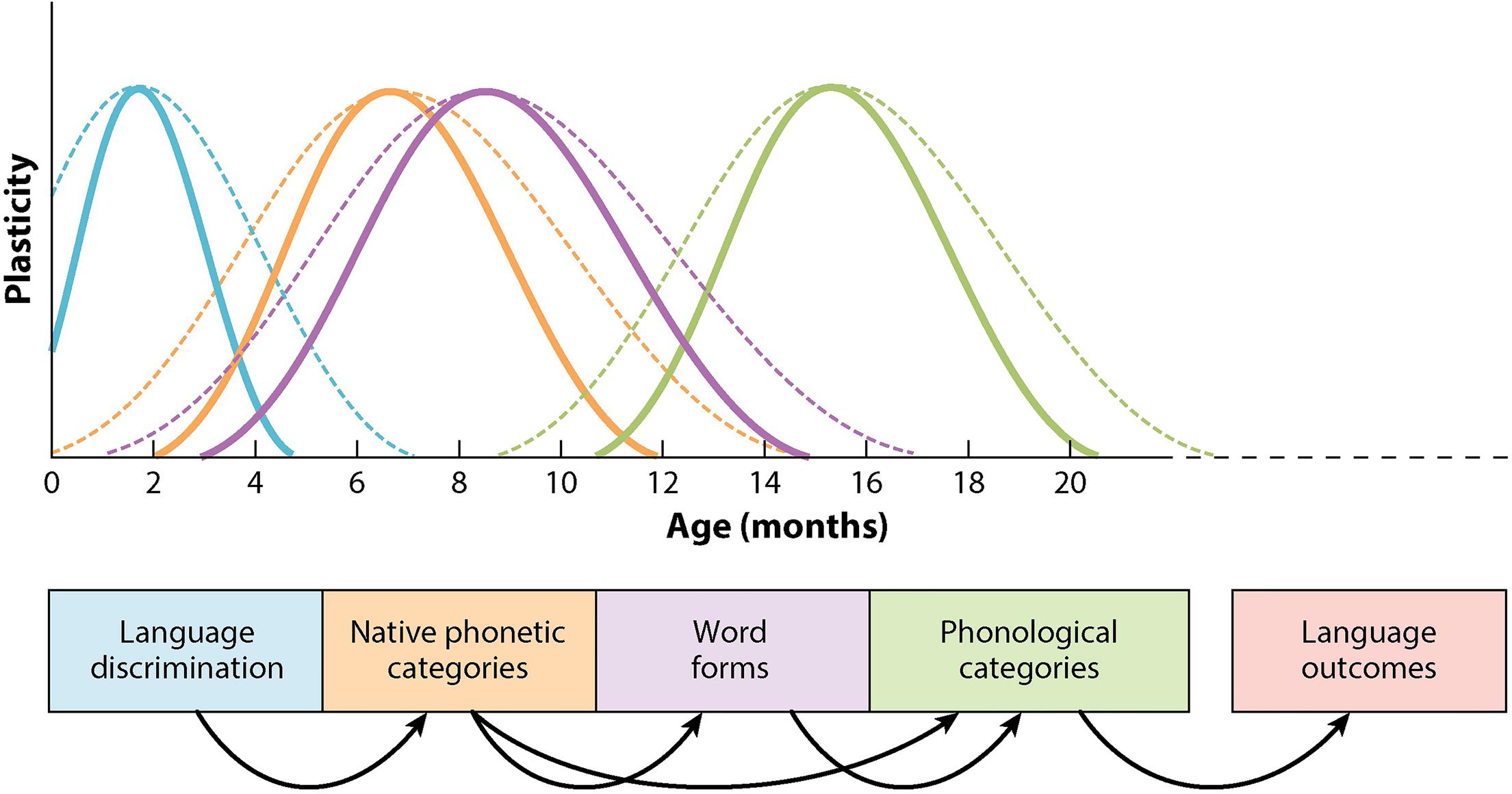 critical age hypothesis second language acquisition
