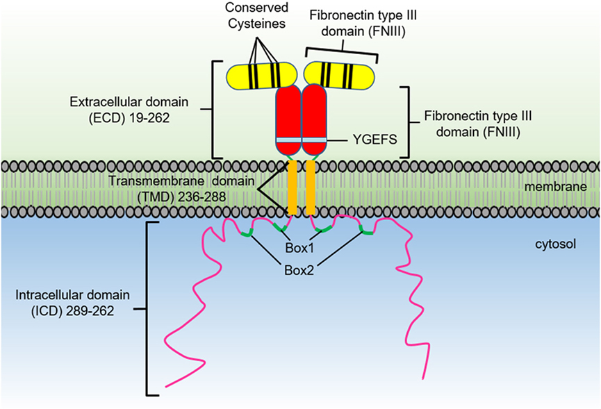 Frontiers | The Growth Hormone Receptor: Mechanism of Receptor Activation, Cell Signaling, and Physiological Aspects