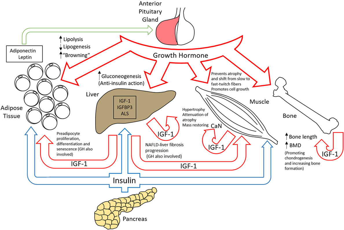 Frontiers | The Growth Hormone Receptor: Mechanism of Receptor Activation, Cell Signaling, and Physiological Aspects