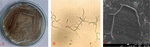 www.frontiersin.org