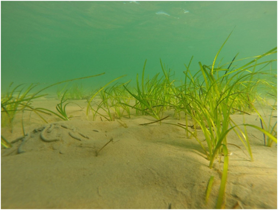 Seagrass Meadows on the Ocean Floor