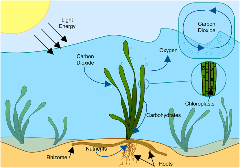 What is seagrass and why is it important? – Mongabay Kids