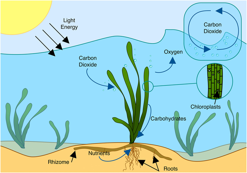 Secret Gardens Under the Sea: What are Seagrass Meadows and Why are
